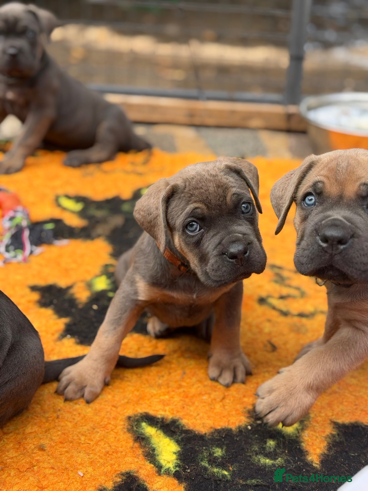 Cane Corso dogs 🐾 Balestra Magica Corso – Litter “K” 🐾 - Advert 1