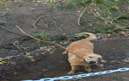 Golden Retriever dogs for sale: 9month Golden Retriever  - Image 2