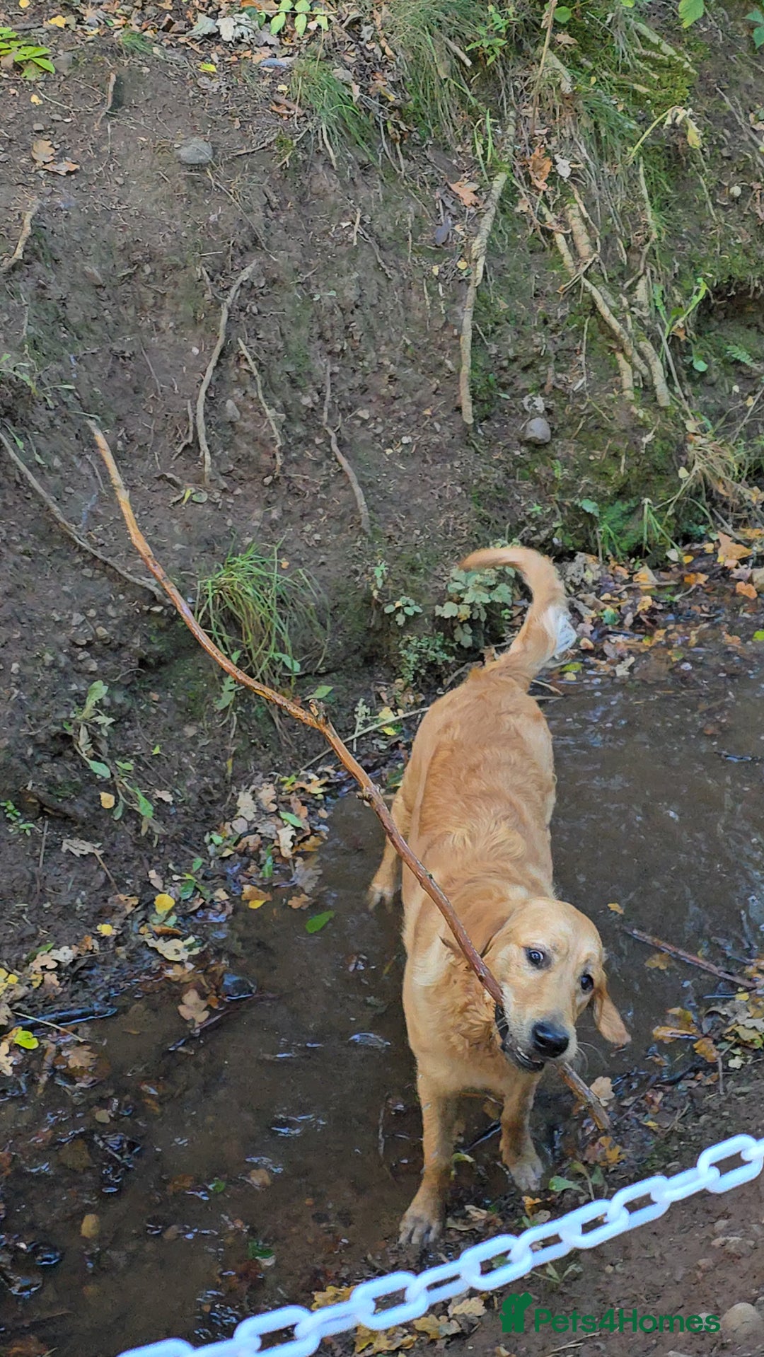 Golden Retriever dogs for sale: 9month Golden Retriever  - Image 2