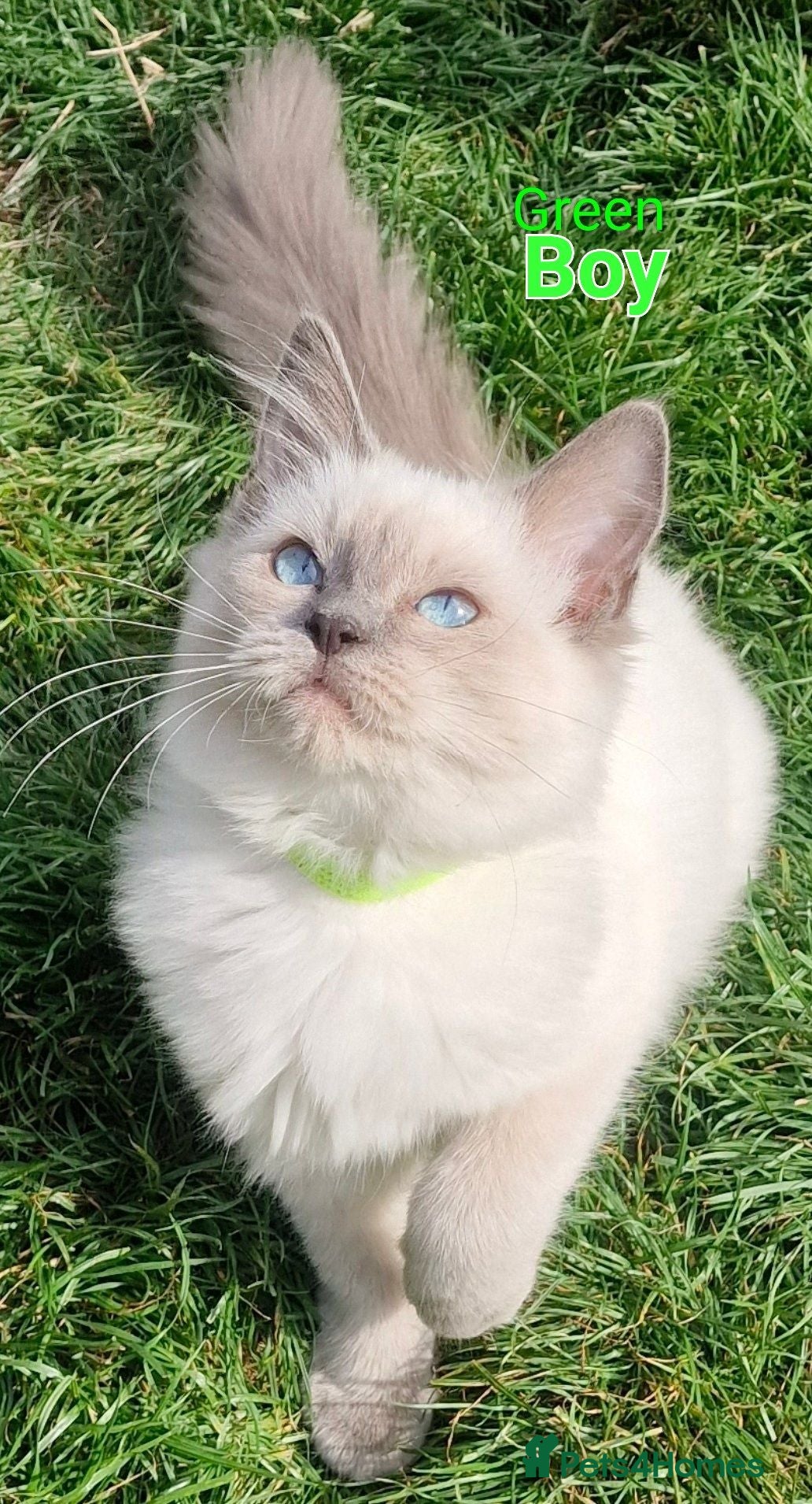 Ragdoll cats Ragdoll Kittens Ready For Forever Homes - Advert 1