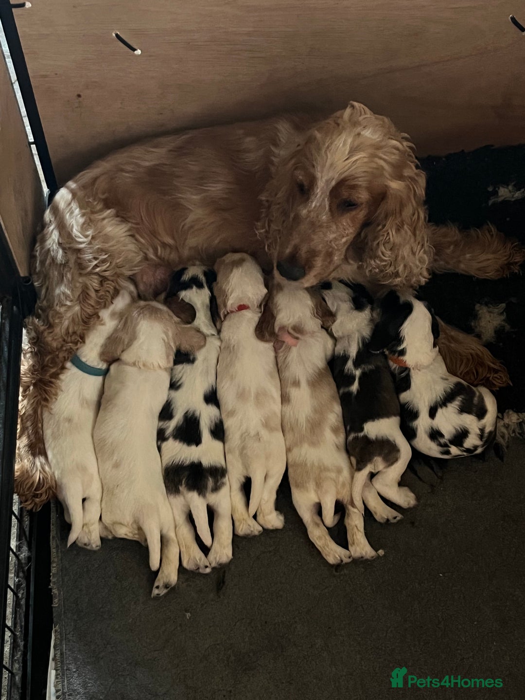 Cocker Spaniel dogs for sale: Well bred KC registered Show Cocker Spaniels - Image 2