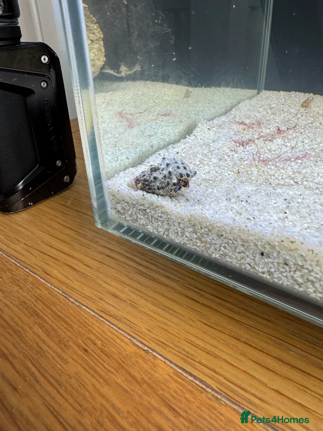 Lobsters fish for sale: 2 clownfish and 2 blue hermit crabs - Advert 3