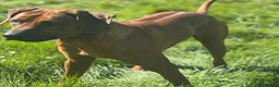 Rhodesian Ridgeback dogs for sale: Rhodesian Ridgeback Adult male  - Advert 6