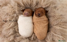 Mini Goldendoodle dogs for sale: F1 pups by POLICE Dog Trainer / Council Licensed  - Image 2