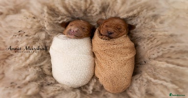 Mini Goldendoodle dogs - Advert 16
