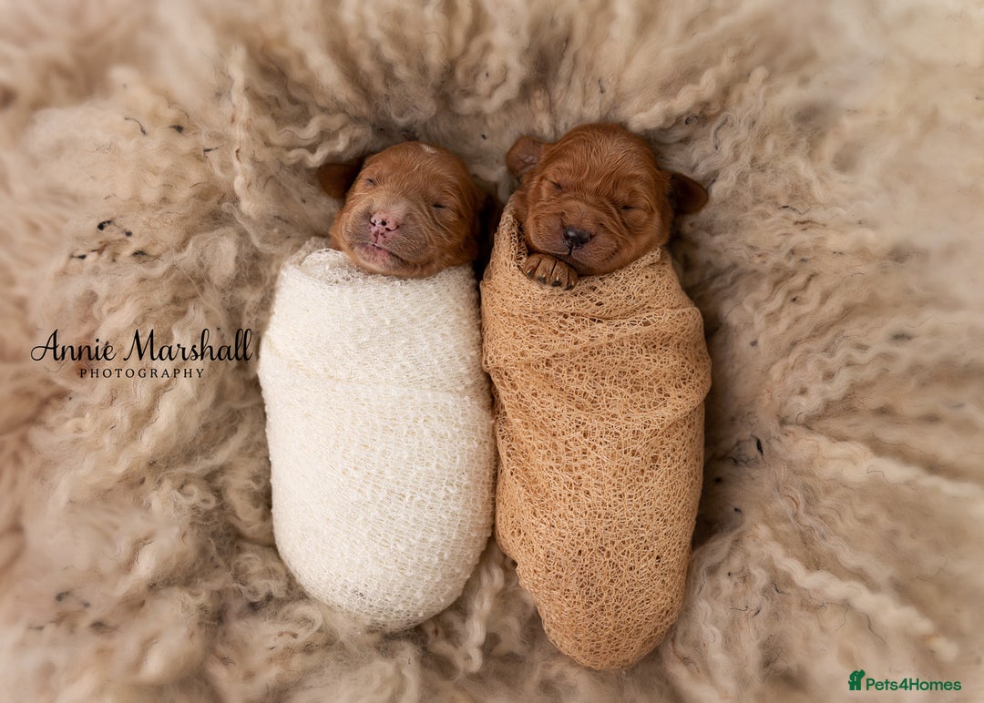 Mini Goldendoodle dogs for sale: F1 pups by POLICE Dog Trainer / Council Licensed  - Image 2