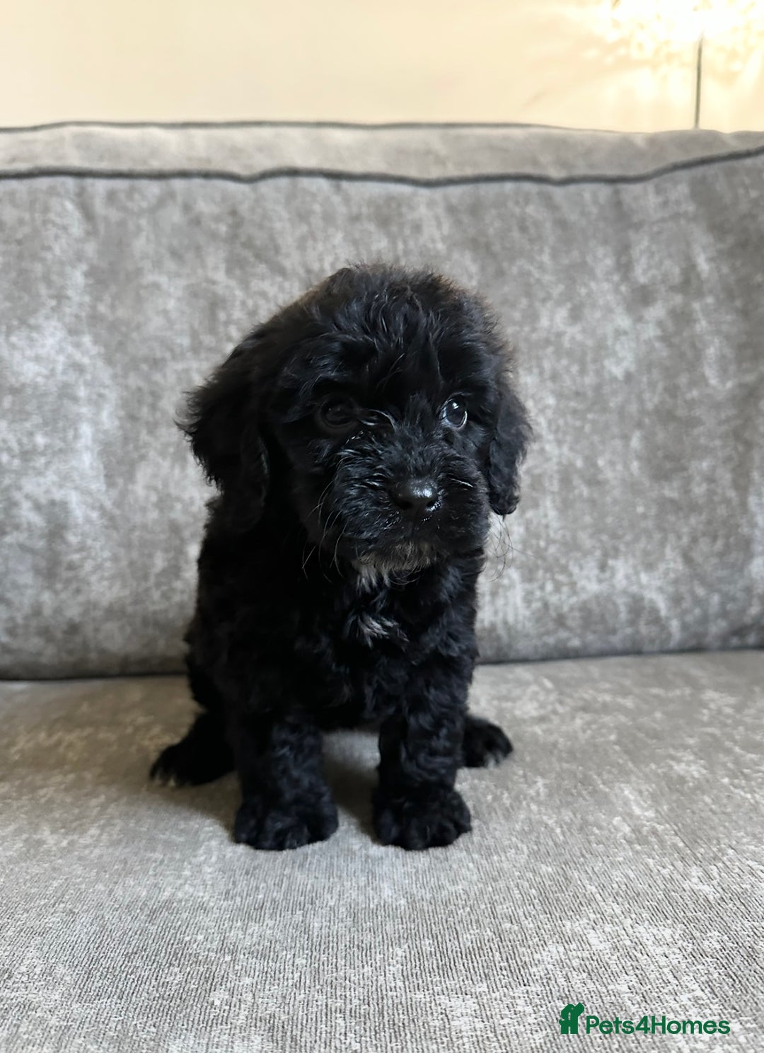 Cockapoo dogs for sale: Cockapoos looking for forever homes - Advert 3