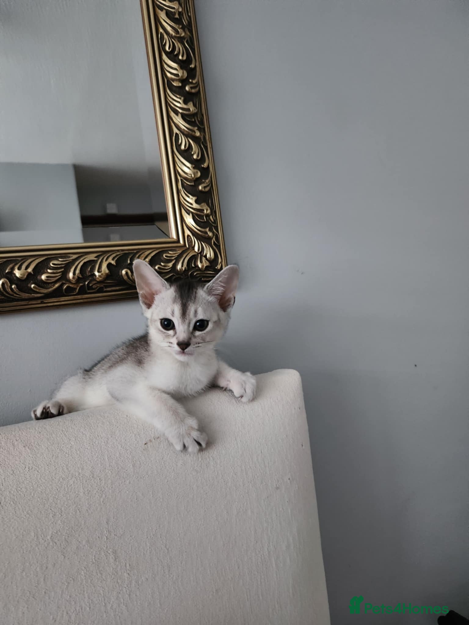 Abyssinian cats Abyssinian last one boy🌟 - Advert 2