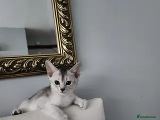 Abyssinian cats Abyssinian last one boy🌟 - Advert 2