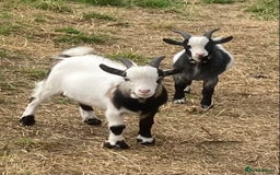 Goats livestock for sale: Adorable pygmy goat kids - Image 6