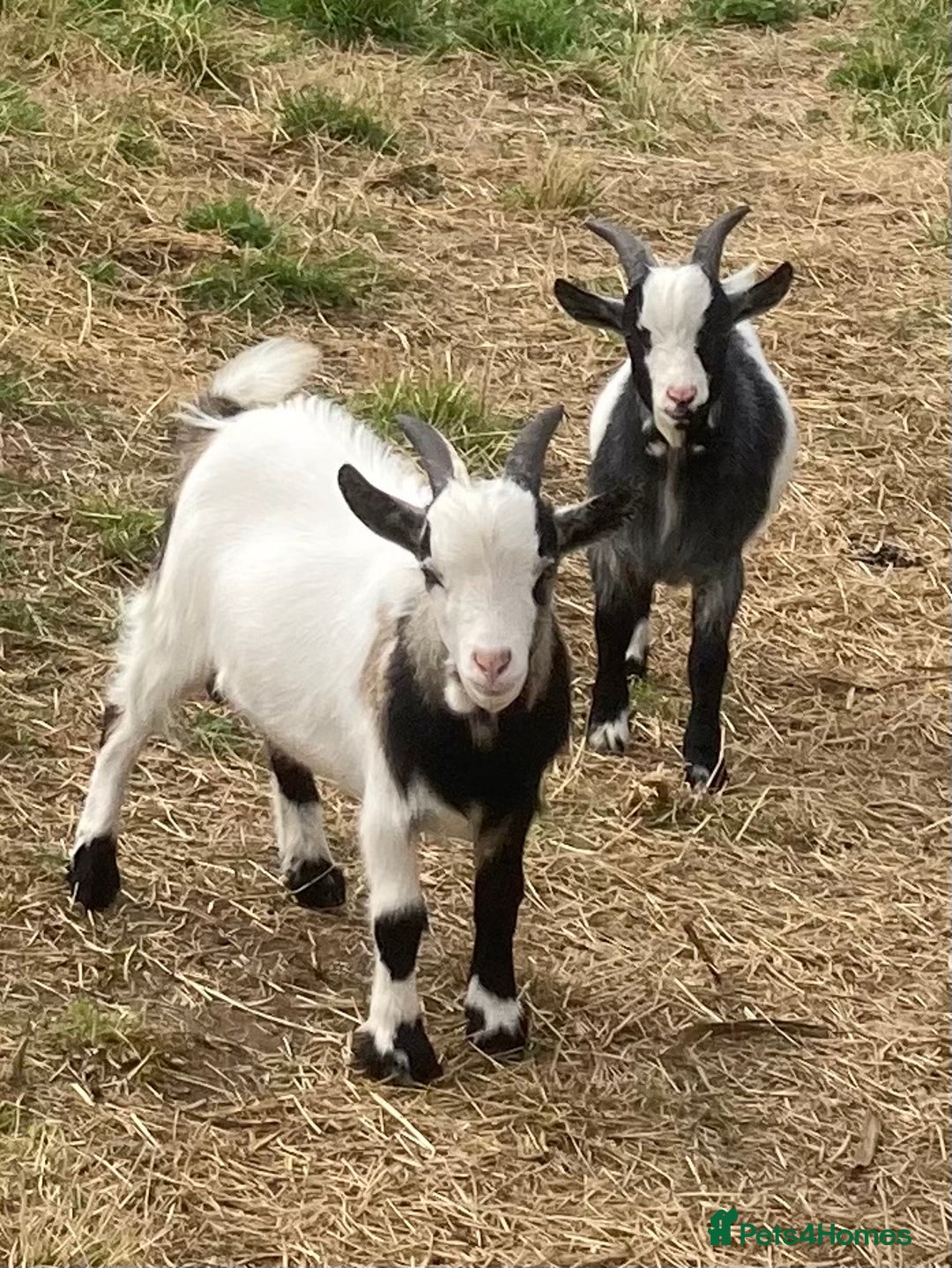 Goats livestock for sale: Adorable pygmy goat kids - Image 6