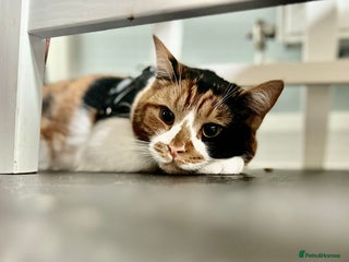 Domestic Shorthair cats Female cat for rehome - Advert 2