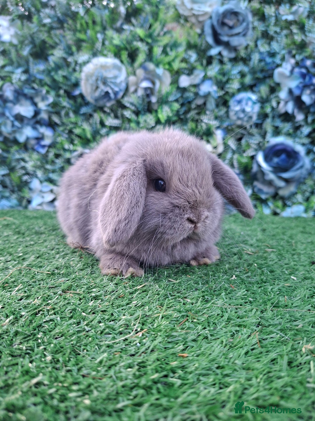 Mini Lop rabbits for sale: Beautiful Mini Lop babies Ready 18th Dec  - Advert 2