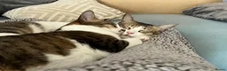 Mixed Breed cats for adoption: [Indoors Only] Lex & Luthor - Adorable Brothers! - Advert 5