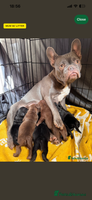Mixed Breed dogs French bulldog x patterdale terrier puppy - Advert 16