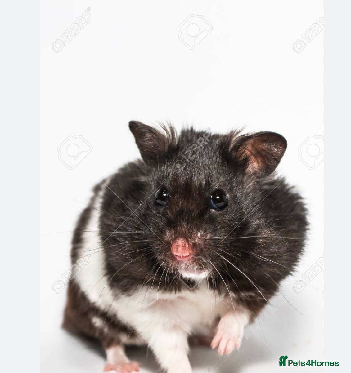 Hamster rodents hamster syrian - Advert 6