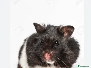 Hamster rodents hamster syrian - Advert 6