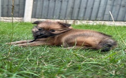 Pomeranian dogs for sale: 5 BEAUTIFUL TEDDY TYPE FOXY POMERANIANS - Image 24