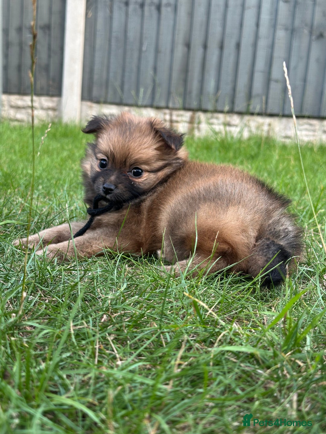 Pomeranian dogs for sale: 5 BEAUTIFUL TEDDY TYPE FOXY POMERANIANS - Image 24