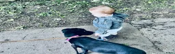 Mixed Breed dogs for sale: Molly  - Advert 4