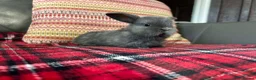 Mini Lop rabbits for sale: 7 mini lops  - Advert 4