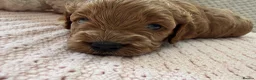 Cavapoo dogs for sale: Cavapoo girls  - Advert 15