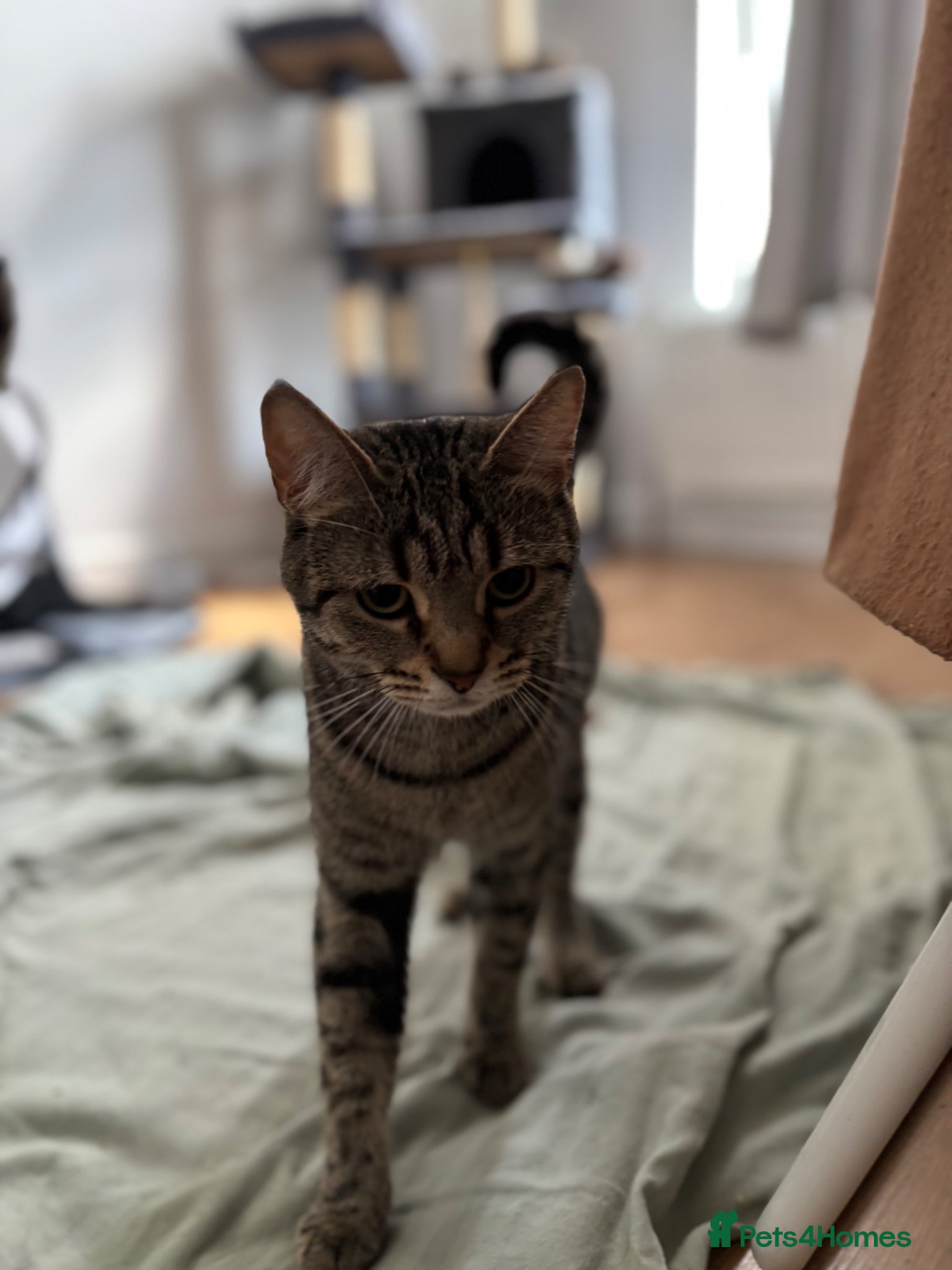 Maine Coon cats Adorable Mix Maine coon & American shorthair  - Advert 2