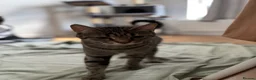Maine Coon cats for sale: Adorable Mix Maine coon & American shorthair  - Advert 2