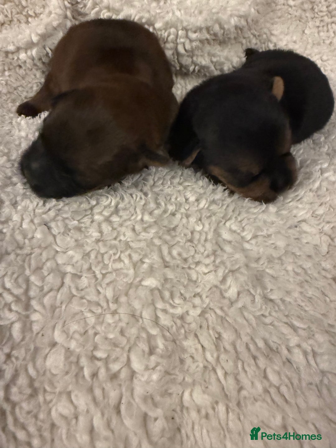Norfolk Terrier dogs for sale: Nolfolk terrier pups - Image 9
