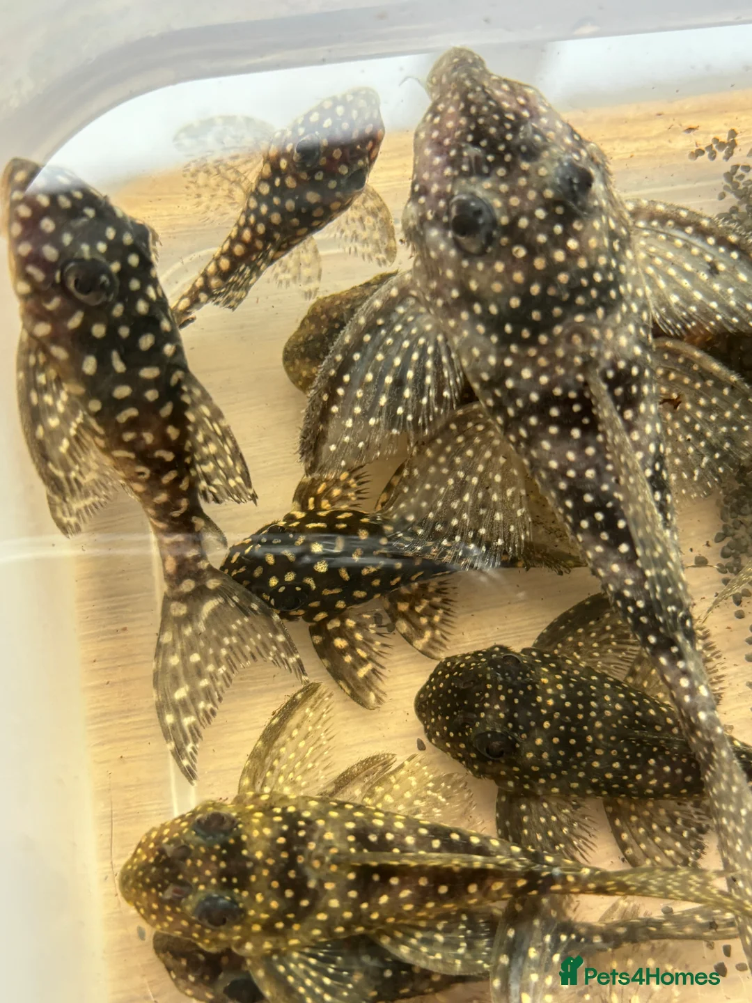 Plecos fish for sale: L136b-c grades. Young to adults.  - Advert 7