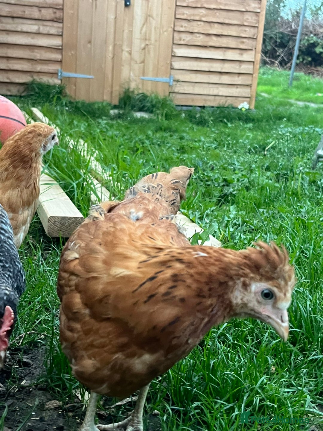 Chickens poultry for sale: 2x female chicken for sale  - Image 2