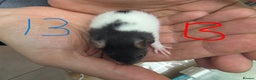 Rat rodents for sale: Dumbo baby Rats - Gorgeous colours  - Advert 11