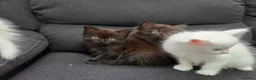 Mixed Breed cats for sale: Maine Coon x Ragdoll Kittens - Advert 14