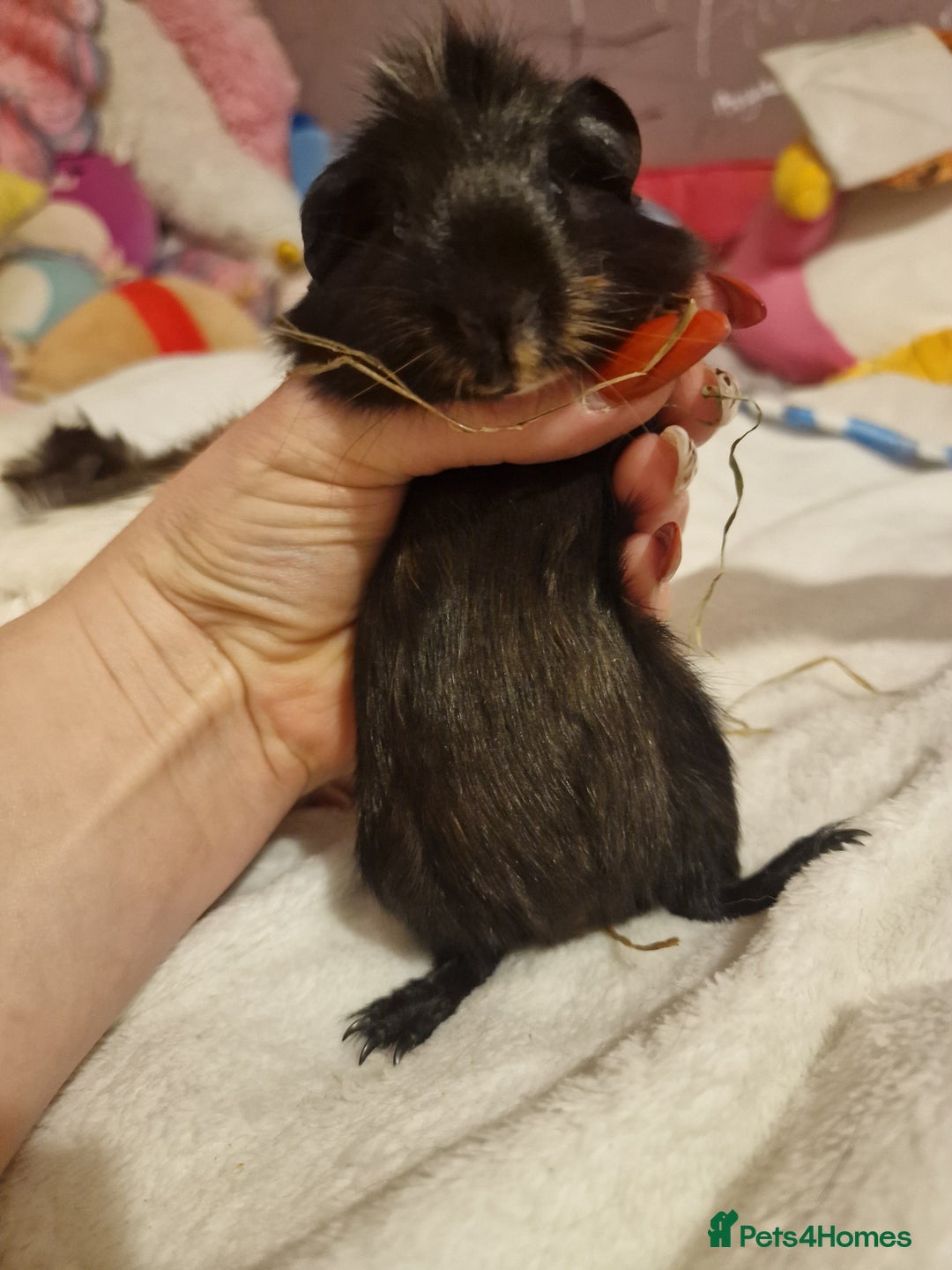 Guinea Pig rodents for sale: Trio male guineas - Advert 14