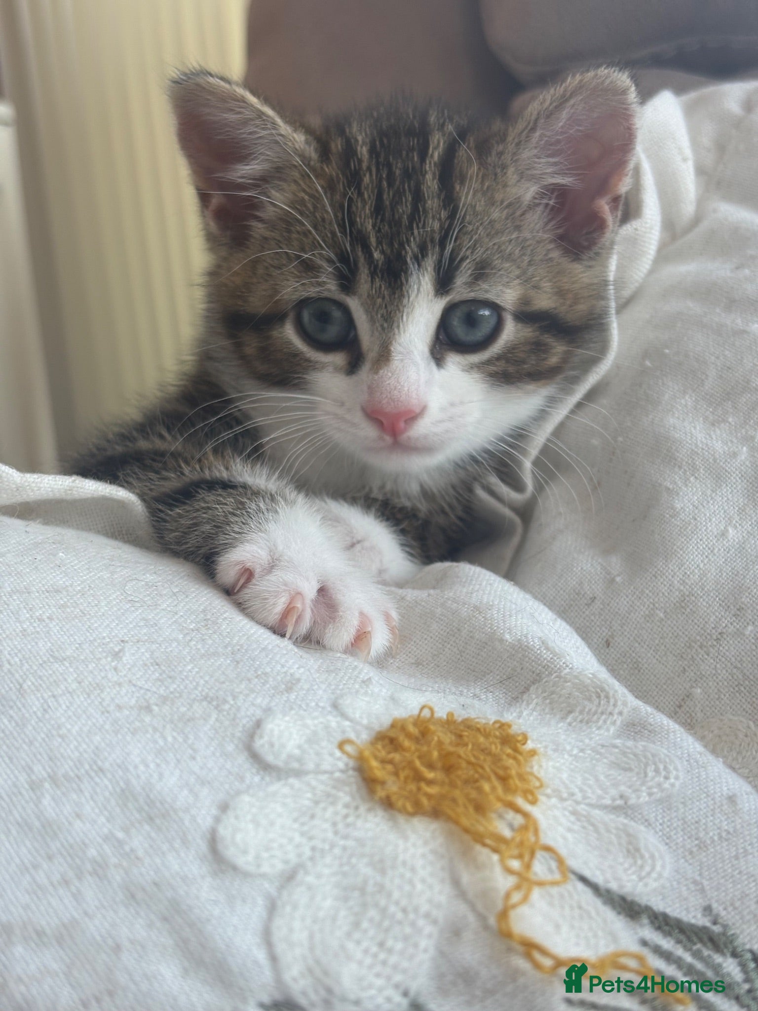 Mixed Breed cats Male kitten  - Advert 1