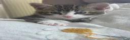 Mixed Breed cats for sale: Male kitten  in Abergele - Advert 1