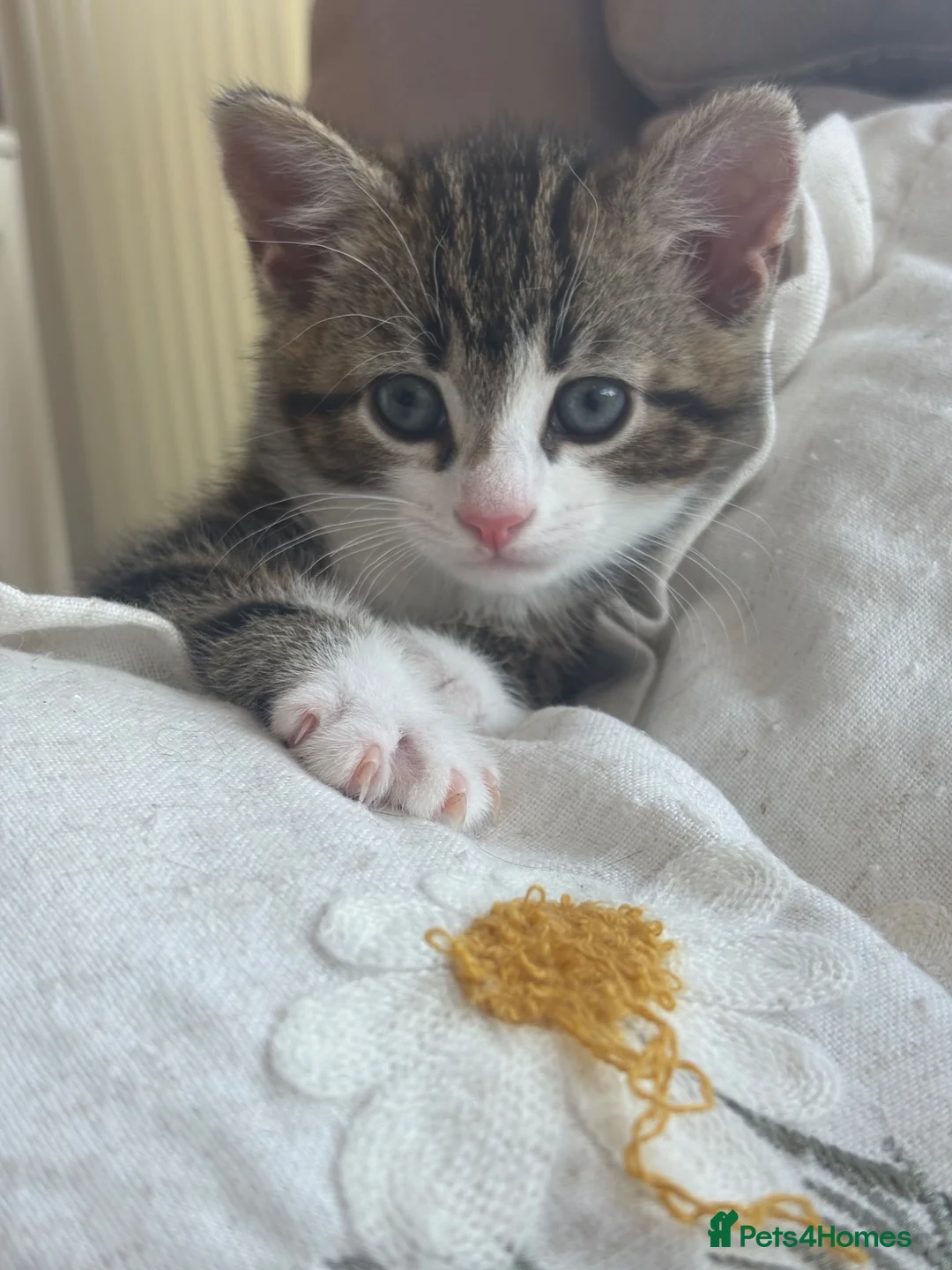 Mixed Breed cats for sale: Male kitten  in Abergele - Advert 1