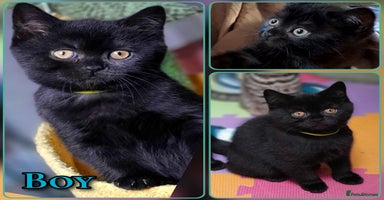 Mixed Breed cats - Advert 6