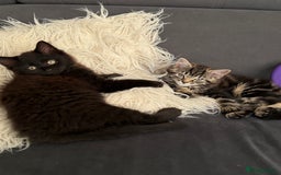 Maine Coon cats for sale: 13week-old fluffy black kitten/part Maine Coon - Image 3