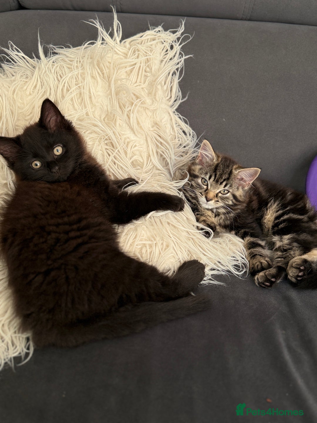 Maine Coon cats for sale: 13week-old fluffy black kitten/part Maine Coon - Image 3