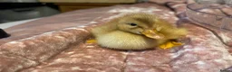 Ducks poultry for sale: 🐣 Ducklings! 🐣 - Advert 2