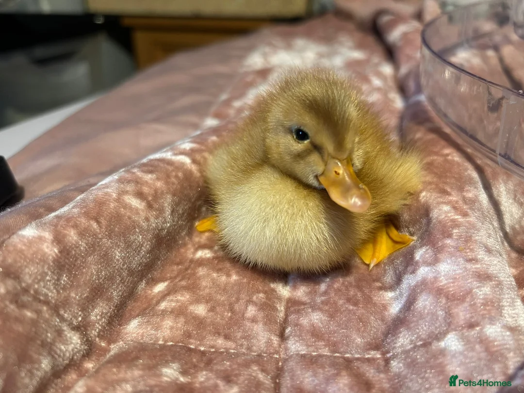 Ducks poultry for sale: 🐣 Ducklings! 🐣 - Advert 2