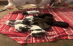 Mixed Breed dogs for sale: Sprockerdor puppies for sale  - Advert 10