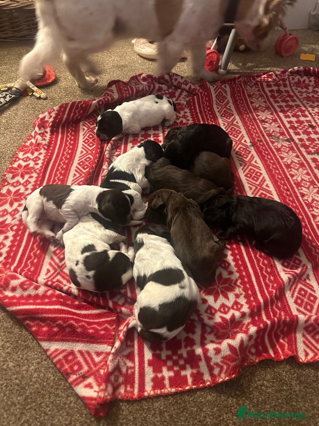 Mixed Breed dogs for sale: Sprockerdor puppies for sale  - Advert 10