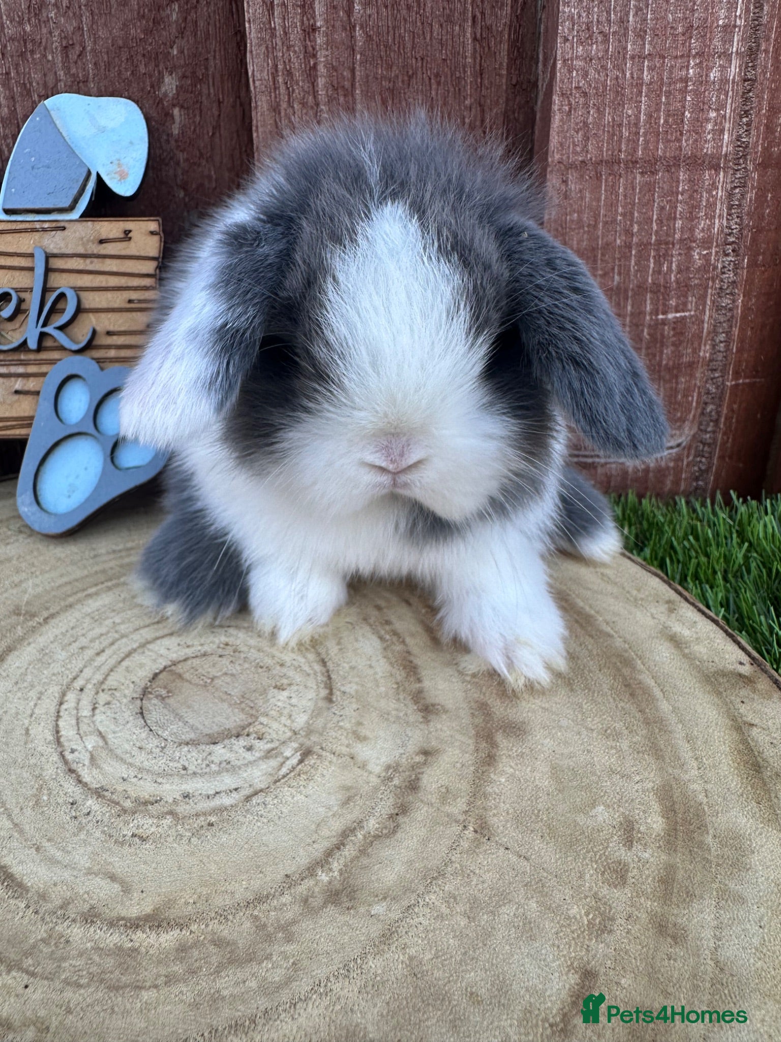 Mini Lop rabbits 🥰😍Stunning purebred mini lops ready to reserve  - Advert 17
