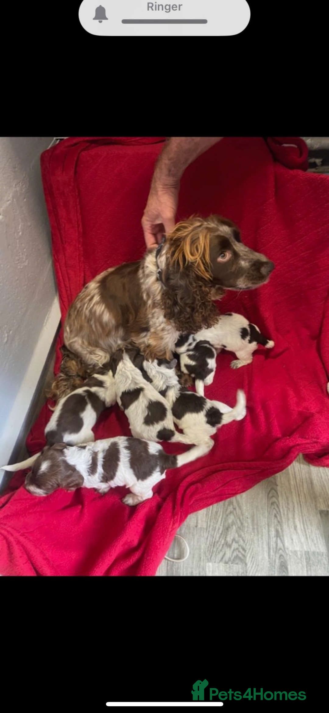 Cocker Spaniel dogs for sale: 5 Male 1 Female Pedigree Cocker Spaniel Puppy’s  - Image 4