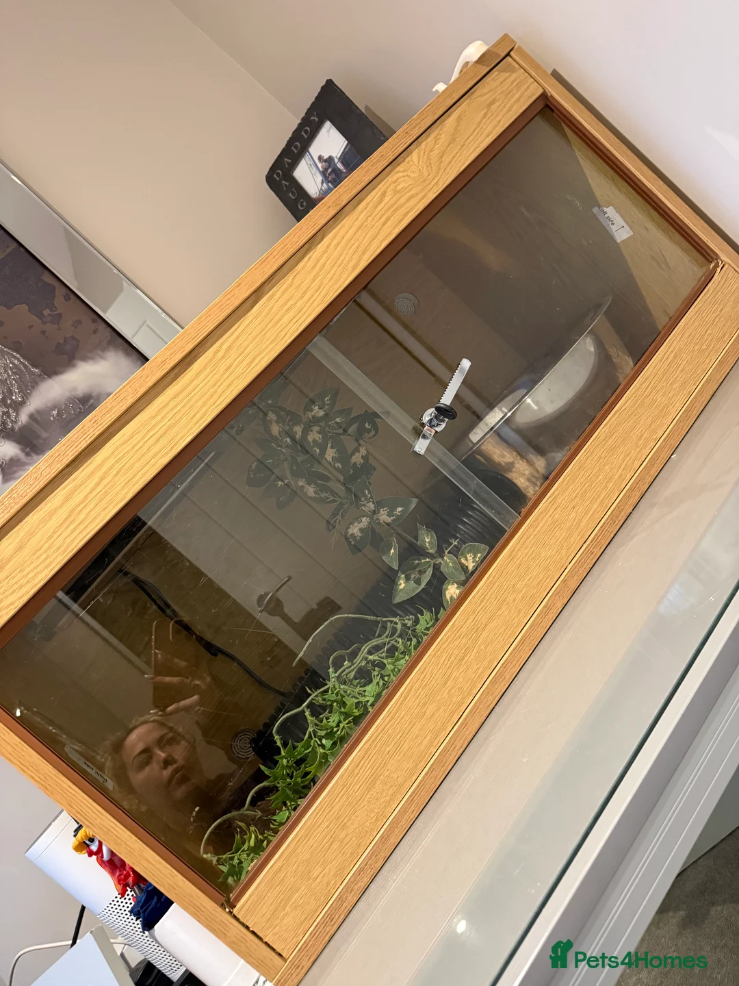 Python Snake reptiles for sale: Royal python with all enclosure and lights - Advert 3