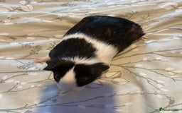 Guinea Pig rodents for sale: Guinea pigs  - Image 2