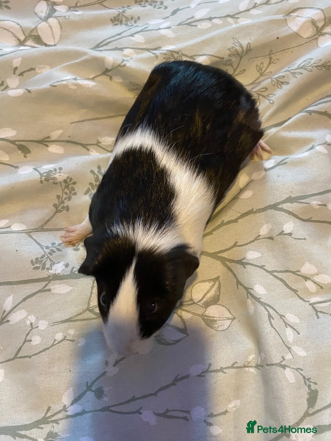 Guinea Pig rodents for sale: Guinea pigs  - Image 2