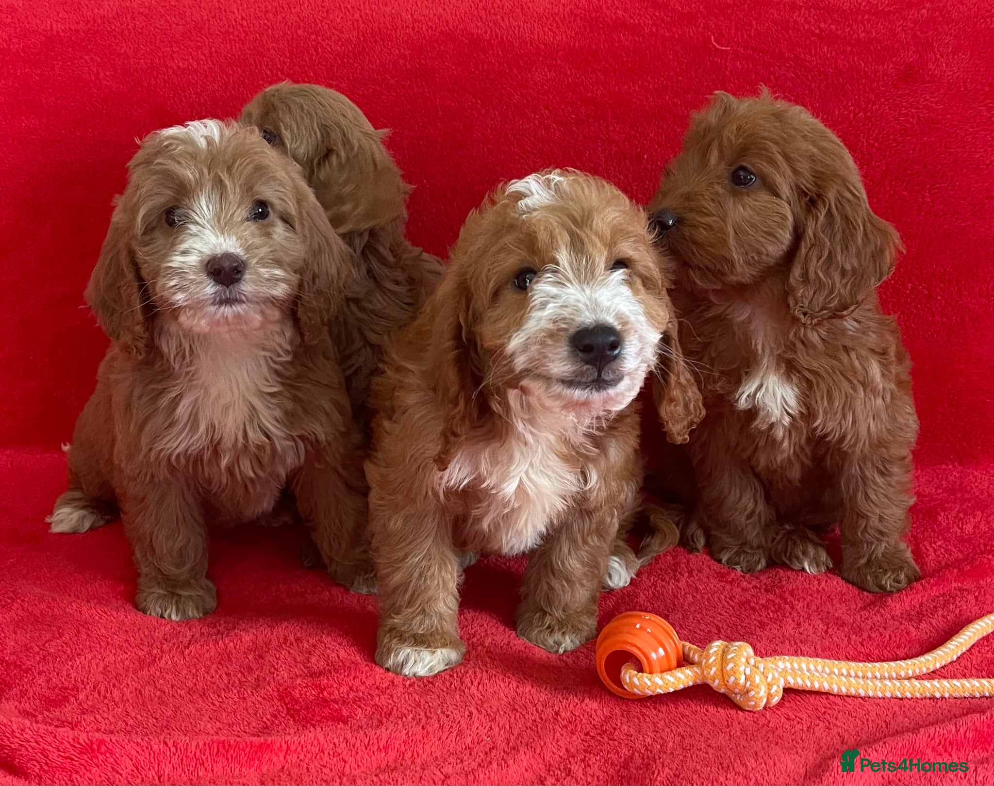 Cockapoo dogs Beautiful F1 cockerpoo pups NOW READY - Advert 1
